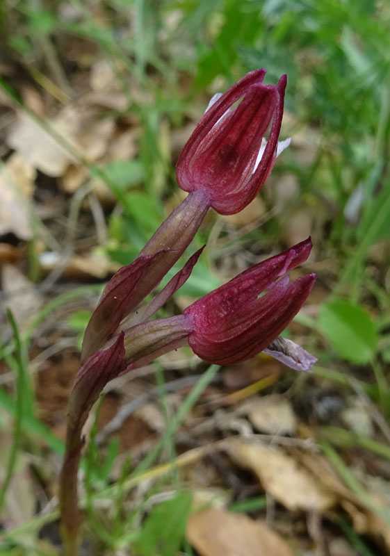 Anacamptis papilionacea